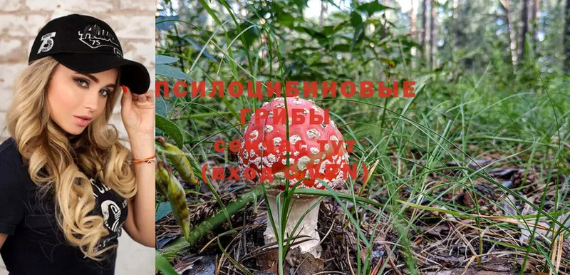 Псилоцибиновые грибы Psilocybine cubensis  даркнет сайт  Ноябрьск 